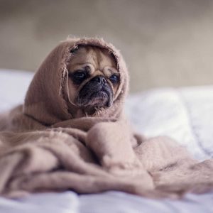 Pug in a bed wrapped in an old blanket.